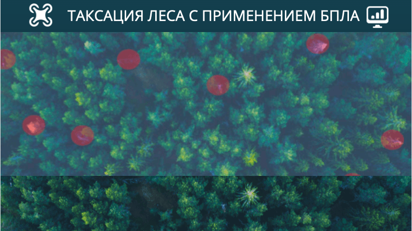 таксация с беспилотника