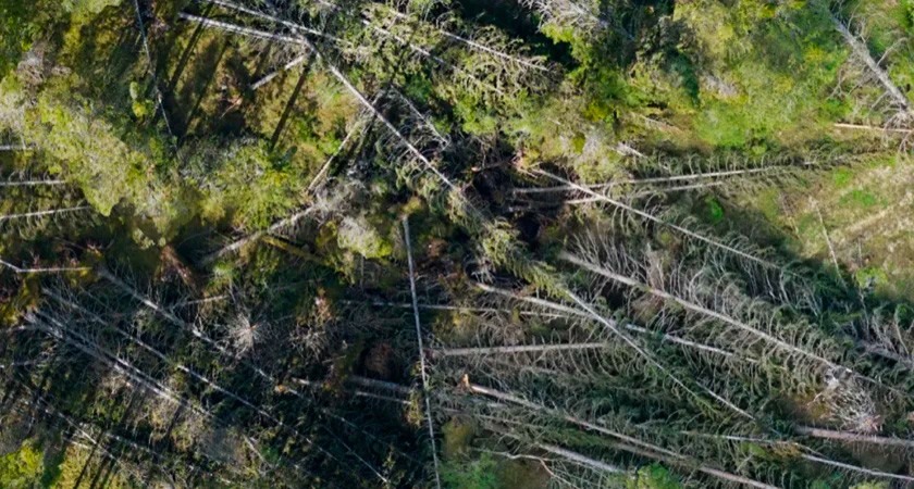 Применение беспилотника Matrice 300 RTK совместно с ИИ помогает спасать норвежские леса